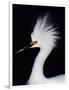 Snowy Egret in Breeding Plumage, Ding Darling National Wildlife Refuge, Sanibel Island, Florida,-Charles Sleicher-Framed Photographic Print