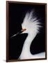 Snowy Egret in Breeding Plumage, Ding Darling National Wildlife Refuge, Sanibel Island, Florida,-Charles Sleicher-Framed Photographic Print