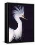 Snowy Egret in Breeding Plumage-Charles Sleicher-Framed Stretched Canvas