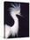 Snowy Egret in Breeding Plumage-Charles Sleicher-Stretched Canvas