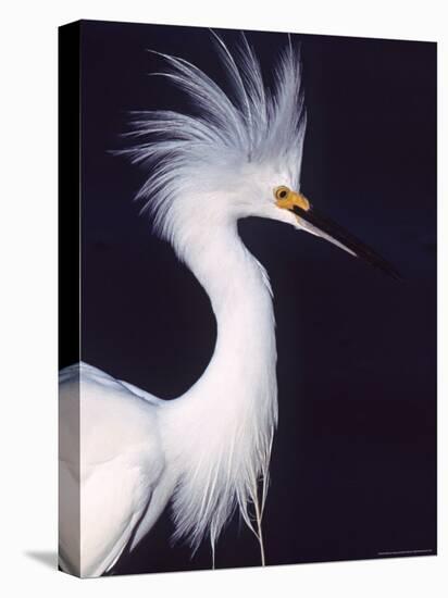 Snowy Egret in Breeding Plumage-Charles Sleicher-Stretched Canvas