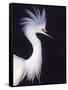 Snowy Egret in Breeding Plumage-Charles Sleicher-Framed Stretched Canvas