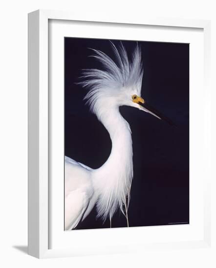 Snowy Egret in Breeding Plumage-Charles Sleicher-Framed Photographic Print