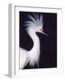 Snowy Egret in Breeding Plumage-Charles Sleicher-Framed Photographic Print