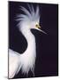 Snowy Egret in Breeding Plumage-Charles Sleicher-Mounted Photographic Print