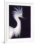 Snowy Egret in Breeding Plumage-Charles Sleicher-Framed Photographic Print