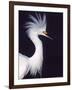 Snowy Egret in Breeding Plumage-Charles Sleicher-Framed Photographic Print