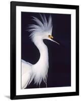 Snowy Egret in Breeding Plumage-Charles Sleicher-Framed Photographic Print