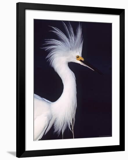 Snowy Egret in Breeding Plumage-Charles Sleicher-Framed Photographic Print