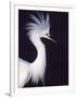 Snowy Egret in Breeding Plumage-Charles Sleicher-Framed Photographic Print