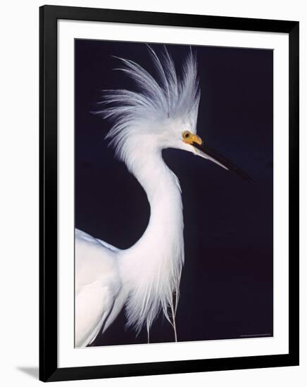 Snowy Egret in Breeding Plumage-Charles Sleicher-Framed Photographic Print