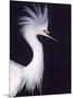 Snowy Egret in Breeding Plumage-Charles Sleicher-Mounted Photographic Print