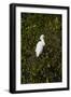 Snowy Egret (Juvenile)-Robert Michaud-Framed Giclee Print