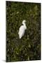 Snowy Egret (Juvenile)-Robert Michaud-Mounted Giclee Print