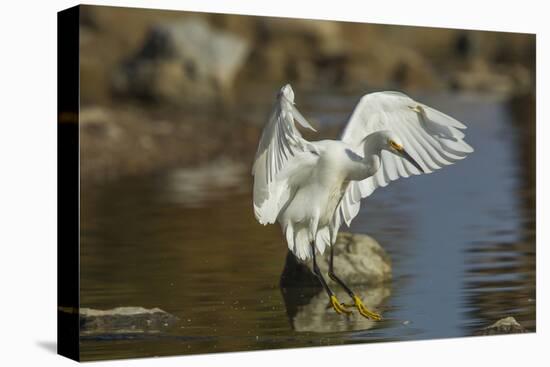 Snowy Egret Landing on Lake Murray, San Diego, California-Michael Qualls-Stretched Canvas