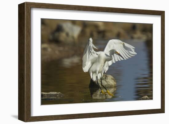 Snowy Egret Landing on Lake Murray, San Diego, California-Michael Qualls-Framed Photographic Print