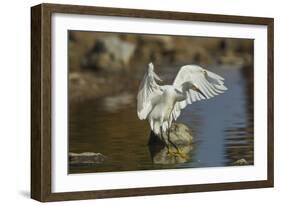 Snowy Egret Landing on Lake Murray, San Diego, California-Michael Qualls-Framed Photographic Print