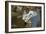 Snowy Egret Landing on Lake Murray, San Diego, California-Michael Qualls-Framed Photographic Print