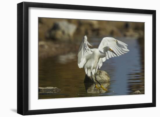 Snowy Egret Landing on Lake Murray, San Diego, California-Michael Qualls-Framed Photographic Print