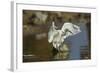 Snowy Egret Landing on Lake Murray, San Diego, California-Michael Qualls-Framed Photographic Print