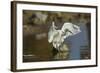 Snowy Egret Landing on Lake Murray, San Diego, California-Michael Qualls-Framed Photographic Print