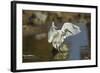 Snowy Egret Landing on Lake Murray, San Diego, California-Michael Qualls-Framed Photographic Print