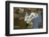 Snowy Egret Landing on Lake Murray, San Diego, California-Michael Qualls-Framed Photographic Print