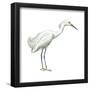 Snowy Egret (Leucophoyx Thula), Birds-Encyclopaedia Britannica-Framed Poster