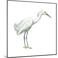 Snowy Egret (Leucophoyx Thula), Birds-Encyclopaedia Britannica-Mounted Poster