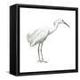 Snowy Egret (Leucophoyx Thula), Birds-Encyclopaedia Britannica-Framed Stretched Canvas