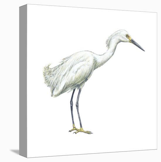 Snowy Egret (Leucophoyx Thula), Birds-Encyclopaedia Britannica-Stretched Canvas