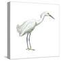 Snowy Egret (Leucophoyx Thula), Birds-Encyclopaedia Britannica-Stretched Canvas