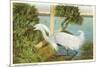 Snowy Egret, Myakka River State Park, Florida-null-Mounted Premium Giclee Print