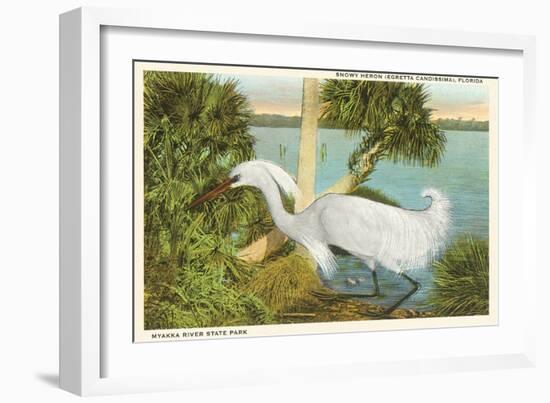 Snowy Egret, Myakka River State Park, Florida-null-Framed Art Print