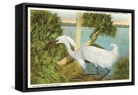 Snowy Egret, Myakka River State Park, Florida-null-Framed Stretched Canvas