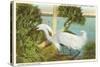 Snowy Egret, Myakka River State Park, Florida-null-Stretched Canvas