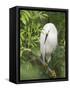 Snowy Egret Perches on Tree Limb Above Nest, St. Augustine, Florida, USA-Arthur Morris-Framed Stretched Canvas