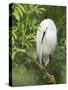 Snowy Egret Perches on Tree Limb Above Nest, St. Augustine, Florida, USA-Arthur Morris-Stretched Canvas