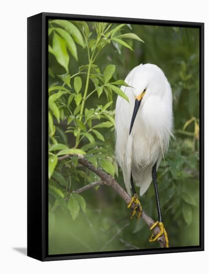 Snowy Egret Perches on Tree Limb Above Nest, St. Augustine, Florida, USA-Arthur Morris-Framed Stretched Canvas