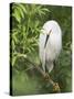 Snowy Egret Perches on Tree Limb Above Nest, St. Augustine, Florida, USA-Arthur Morris-Stretched Canvas