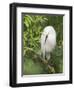 Snowy Egret Perches on Tree Limb Above Nest, St. Augustine, Florida, USA-Arthur Morris-Framed Photographic Print