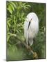 Snowy Egret Perches on Tree Limb Above Nest, St. Augustine, Florida, USA-Arthur Morris-Mounted Photographic Print