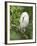 Snowy Egret Perches on Tree Limb Above Nest, St. Augustine, Florida, USA-Arthur Morris-Framed Photographic Print