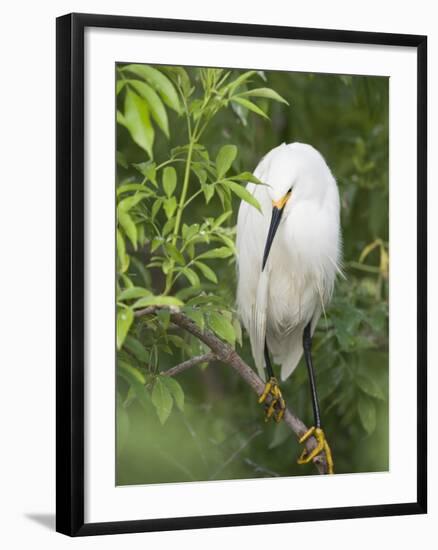 Snowy Egret Perches on Tree Limb Above Nest, St. Augustine, Florida, USA-Arthur Morris-Framed Photographic Print