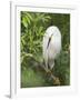 Snowy Egret Perches on Tree Limb Above Nest, St. Augustine, Florida, USA-Arthur Morris-Framed Photographic Print