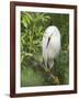 Snowy Egret Perches on Tree Limb Above Nest, St. Augustine, Florida, USA-Arthur Morris-Framed Photographic Print