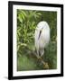 Snowy Egret Perches on Tree Limb Above Nest, St. Augustine, Florida, USA-Arthur Morris-Framed Photographic Print