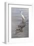 Snowy Egret riding on top of American alligator, Florida-Adam Jones-Framed Photographic Print