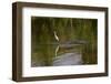 Snowy Egret riding on top of American alligator, Florida-Adam Jones-Framed Photographic Print