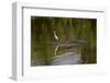 Snowy Egret riding on top of American alligator, Florida-Adam Jones-Framed Photographic Print